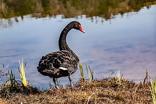 湿地生态园野生涉水动物一只黑天鹅