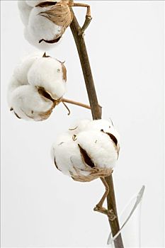 棉花,棉属
