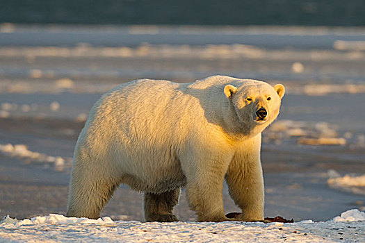 北极熊,站立,积雪,海滩,日落,海岸,北方,阿拉斯加