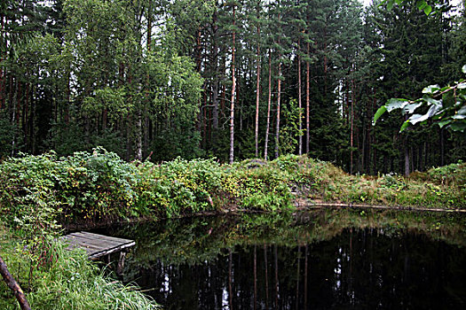 花园绿地树林自然景色