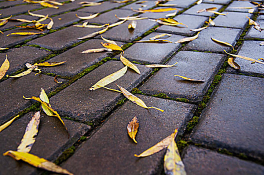 地砖上落满黄色的上树叶