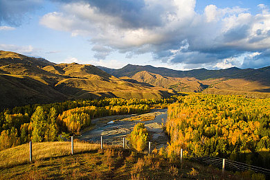 新疆白哈巴图片