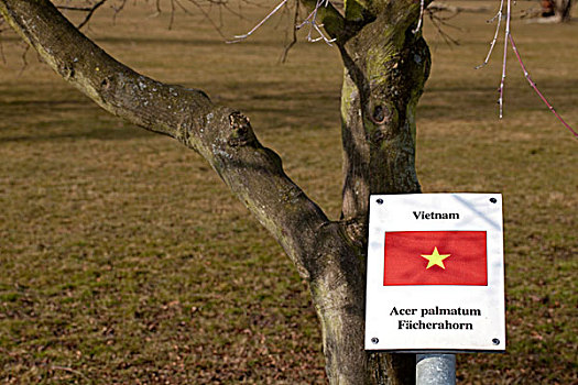 标识,国家,旗帜,树,一个,德国,外交的,关系,这里,越南,日本,枫树,树林,欧洲