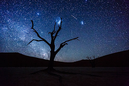 枯木,正面,星空,银河,死亡谷,索苏维来地区,纳米比亚,非洲