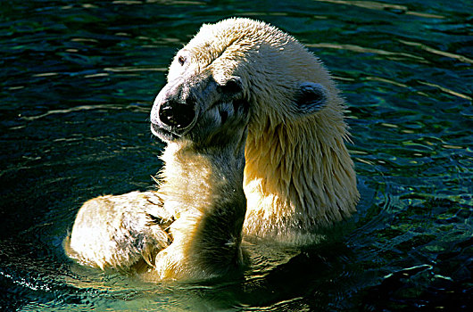 北极熊,水中