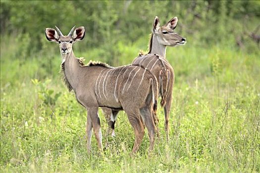 大捻角羚,成年,雄性,雌性,南非