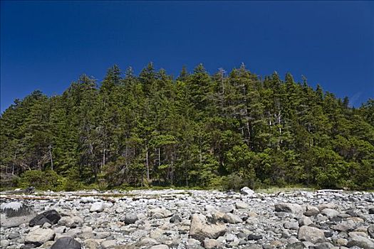 树林,岩石,岸边,不列颠哥伦比亚省,加拿大