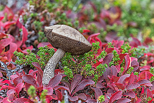 蘑菇,苔原,熊莓,植物,丘吉尔市,曼尼托巴,加拿大