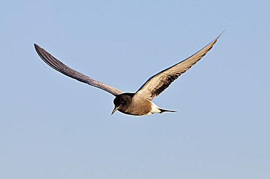 飞,黑燕鸥,格尔德兰,荷兰,欧洲