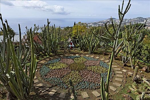 仙人掌,植物园,丰沙尔,马德拉岛,葡萄牙