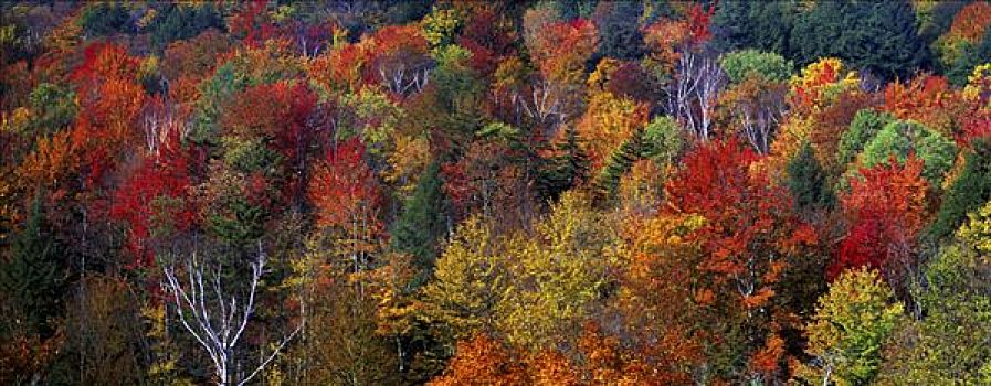 树林,深秋,佛蒙特州,新英格兰,美国