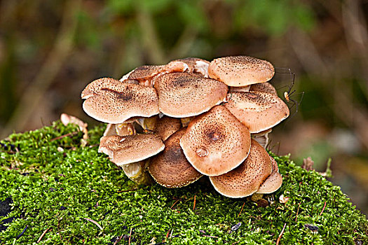 蘑菇,树桩,苔藓