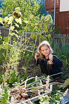 小女孩,收获,洋葱,花园,山谷,南蒂罗尔,意大利,欧洲