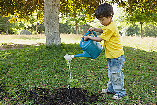 男孩,浇水,幼小植物,公园