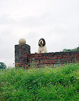 狗,看,上方,砖墙