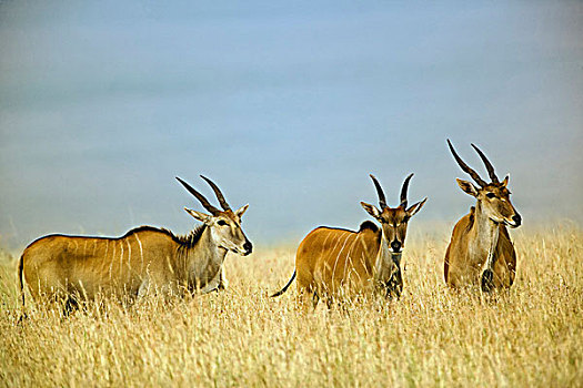 巨大,大羚羊,高草,捻角羚,马赛马拉,肯尼亚