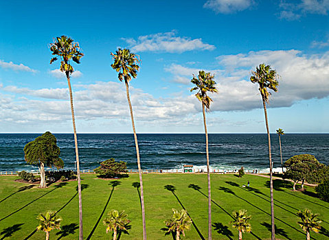 美国,加利福尼亚,高,棕榈树,公园
