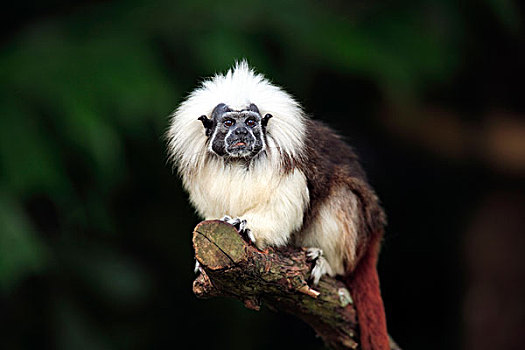 南美洲标志性动物图片