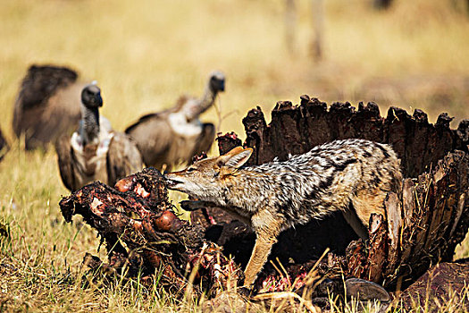 黑背狐狼,黑背豺,畜体,南非水牛,非洲水牛,背景,白背兀鹫,白背秃鹫,萨维提,乔贝国家公园,博茨瓦纳,非洲