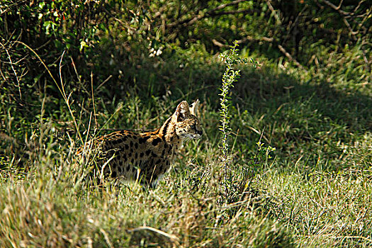 薮猫,高草,马赛马拉,公园,肯尼亚