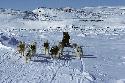 加拿大,巴芬岛,靠近,狗队,拉拽,雪撬
