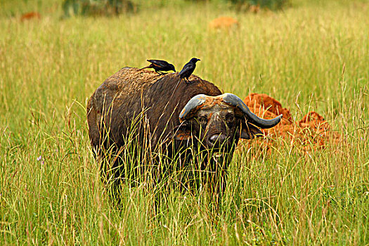 南非水牛,隐藏,草
