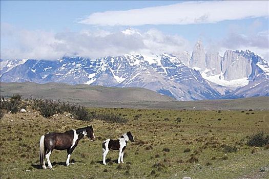 马,托雷德裴恩国家公园,智利