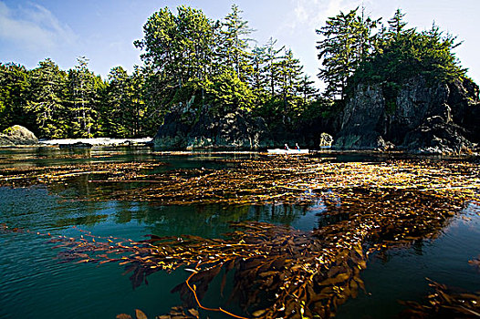 两个,漂流者,划船,海藻,树林,岩石构造,北方,西海岸,温哥华岛,不列颠哥伦比亚省,加拿大