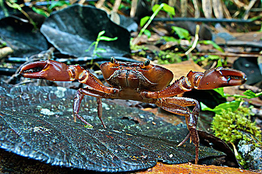 螃蟹,防卫姿势,林中地面,西部,斜坡,安第斯山,厄瓜多尔
