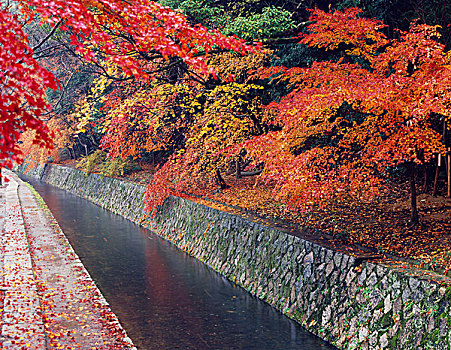 道路,秋天