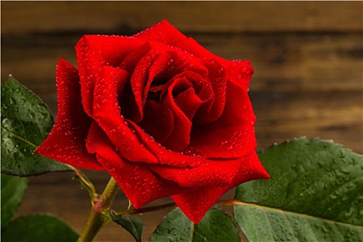 漂亮,红玫瑰