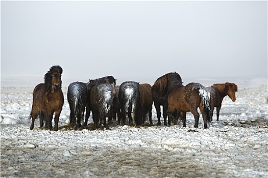 牧群,冰岛马,暴风雪
