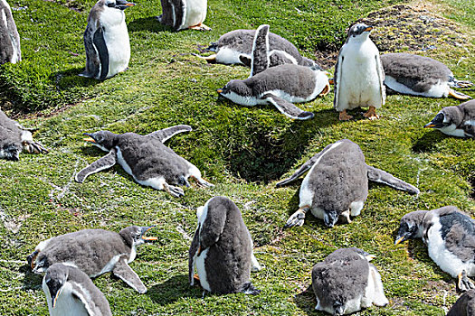 巴布亚企鹅,福克兰群岛,一半,幼禽,幼儿园,热,正午