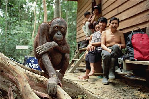 猩猩,黑猩猩,康复,中心,婆罗洲