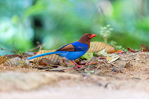 尾巴长长,毛色艳丽的斯里兰卡蓝鹊鸟