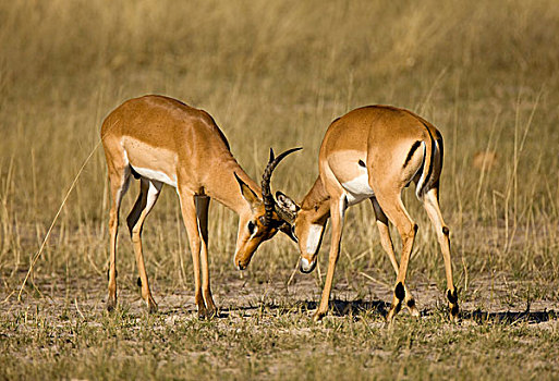 争斗,马瑞米国家公园,奥卡万戈三角洲,博茨瓦纳,非洲