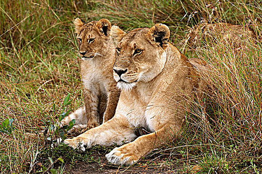 非洲狮,狮子,女性,幼兽,马赛马拉,公园,肯尼亚