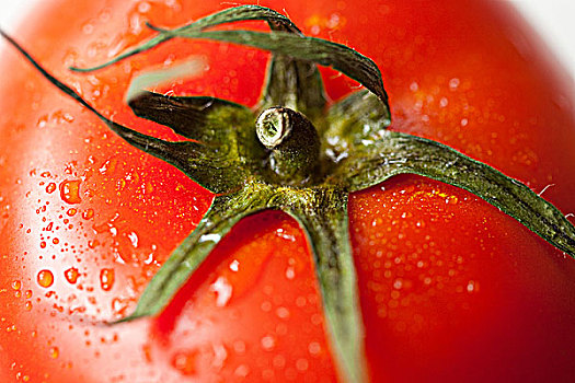 西红柿,茎,特写
