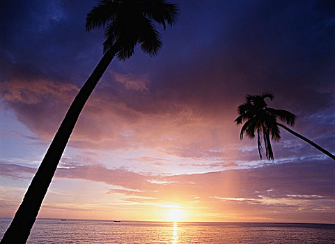 西海岸,海滩,日落,棕榈树