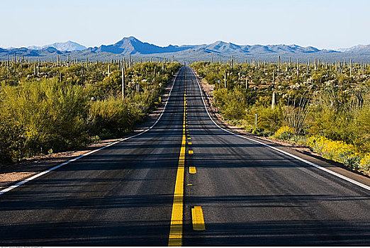 道路,管风琴仙人掌国家保护区,亚利桑那,美国