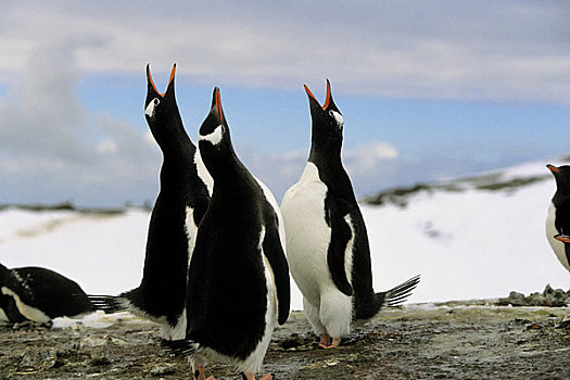 南极,南,设得兰群岛,乔治王岛,臀部,巴布亚企鹅,喧哗,相互,展示