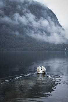 哈尔施塔特湖边的白天鹅和山间的云雾