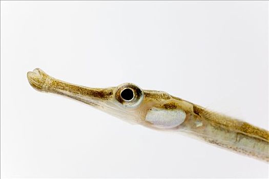尖嘴鱼,特写,两个,厘米,长,赫尔戈兰岛,德国