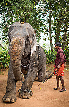 亚洲象,象属,工作,大象,引导,驱象者,喀拉拉,印度,亚洲