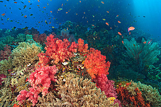 鱼群,金拟花鲈,四王群岛,区域,巴布亚岛,伊里安查亚省
