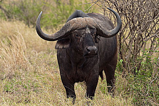 南非水牛,非洲水牛,克鲁格国家公园,南非