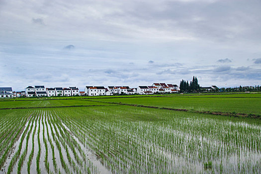 田园风光,乡村人家