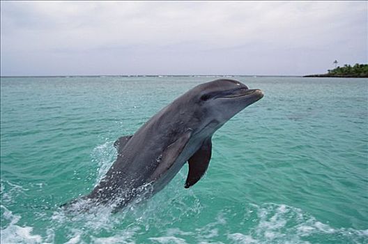 宽吻海豚,跳跃,洪都拉斯,中美洲
