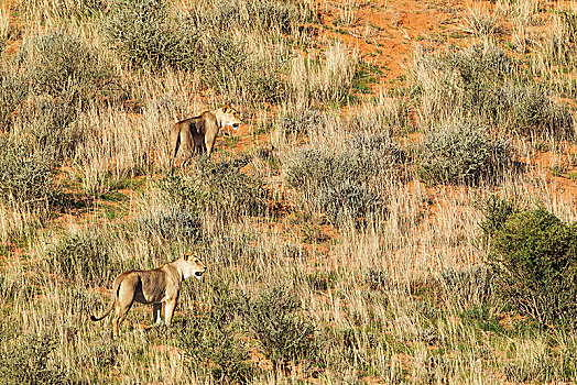 雌狮,狮子,两个,雌性,沙丘,卡拉哈里沙漠,卡拉哈迪大羚羊国家公园,南非,非洲