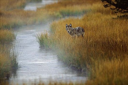 丛林狼,犬属,站立,草丛,河流,黄石国家公园,怀俄明